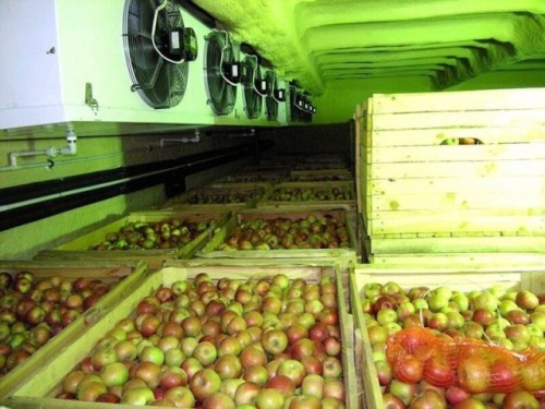 Холодильное оборудование для хранения овощей и фруктов